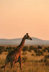 Tuinposter giraffe in madikwe, south africa  © lina