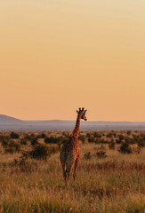 giraffe in madikwe, south africa