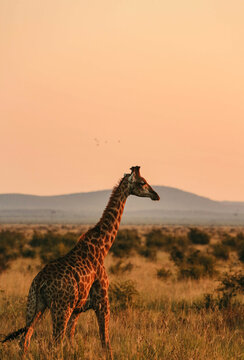 Fototapeta giraffe in madikwe, south africa 