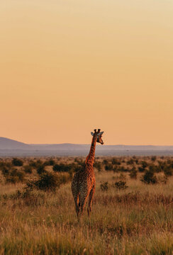 Fototapeta giraffe in madikwe, south africa