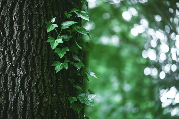A fragment of a tree trunk