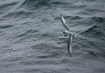 Blauwe Stormvogel, Blue Petrel, Halobaena caerulea