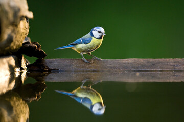 Pimpelmees, Blue Tit, Cyanistes caeruleus