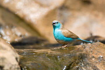 Angolees Blauwfazantje, Blue Waxbill, Uraeginthus angolensis