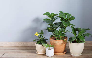 plants in pots on wooden floor indoor