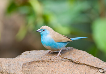Angolees Blauwfazantje, Blue Waxbill, Uraeginthus angolensis