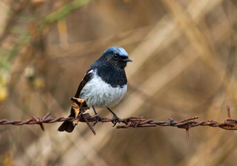 Blauwkoproodstaart, Blue-capped Redstart, Phoenicurus caeruleocephala