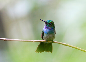 Blauwborstamazilia, Blue-chested Hummingbird, Amazilia amabilis