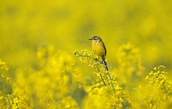 Blue-headed Wagtail, Gele Kwikstaart, Motacilla flava
