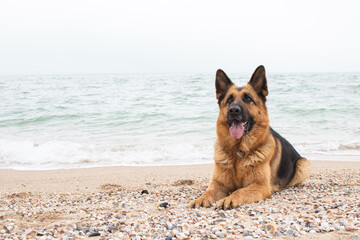 Beautiful German Shepherd dog lies on the sand at the beach Purebreed animal. Home pet. Happy face with tongue out. Human best friend and guard.