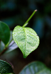 green tea leaf with raindrops