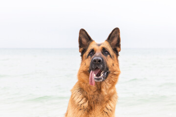 Portrait of beautiful German Shepherd dog at the beach, seaview on backgroud. Happy face with tongue out. Purebreed animal. Home pet. Human best friend and guard.