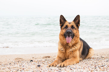 Beautiful German Shepherd dog lies on the sand at the beach Purebreed animal. Home pet. Happy face with tongue out. Human best friend and guard.