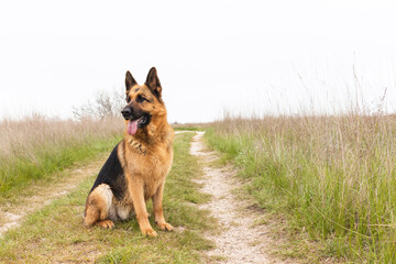 Beautiful German Shepherd dog sitting, country road. Purebreed animal. Home pet. Happy face with tongue out. Human best friend and guard.