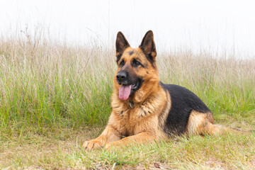 Obraz na płótnie Canvas Beautiful German Shepherd dog lies on the grass. Purebreed animal. Home pet. Happy face with tongue out. Human best friend and guard.
