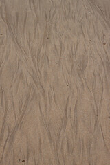 L´océan a laissé des traces dans le sable créant comme un arbre de vie, des canaux des ramifications.