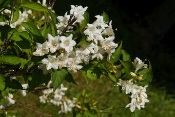 blooming ornamental bush Weigela with multicolor flowers