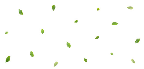 Green leaves on white background. Elm Tree leaves on white. Top view. Flat lay