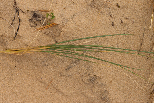 L&acute;oyat ( Ammophila arenaria)  ou chiendent marin pousse sur une dune de sable de l&acute;oc&eacute;an atlantique