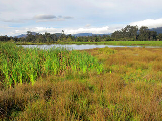 Bogotáwaterral leefgebied; Bogota Rail habitat