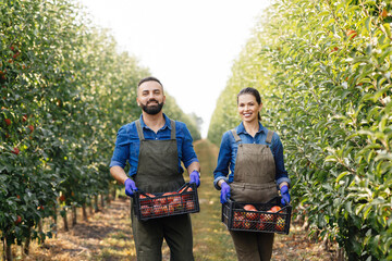 Great harvest, fruit picking and family business
