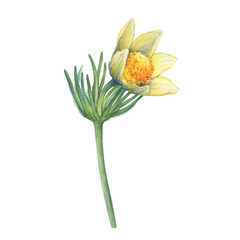 Spring plant, yellow flower of Pasqueflower (Pulsatilla orientali-sibirica, Pulsatilla flavescens, prairie crocus). Hand drawn watercolor painting illustration isolated on white background.