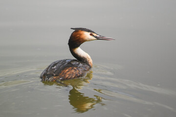 Svasso maggiore (Podiceps cristatus) ritratto nell'acqua del lago