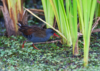 Bogotáwaterral, Bogota Rail, Rallus semiplumbeus