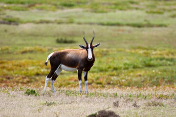 Bontebok, Bontebok, Damaliscus pygargus