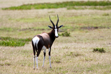 Bontebok, Bontebok, Damaliscus pygargus