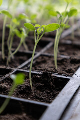Seedlings Growing in the Sun