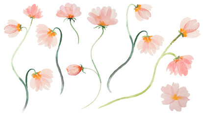 Watercolor light pink wild flowers Illustrations