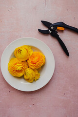 Yellow ranunculus fresh cut flowers in a white round plate and a garden pruner on a pink aged...