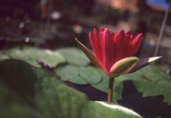 Fiore Rosso