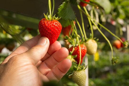 male hand holding a dangling red strawberry, macro