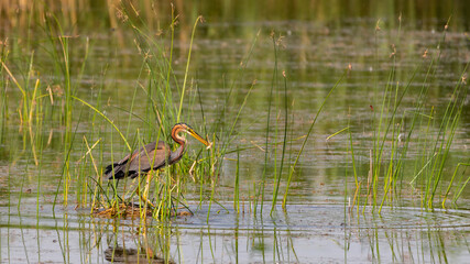 The purple heron catches fish in its natural habitat. Ardea purpurea