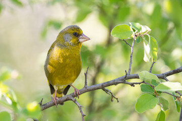 European Greenfinch Carduelis chloris. Greenfinch sits on branch