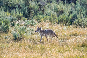 A coyote in Yellowstone National Park, Wyoming