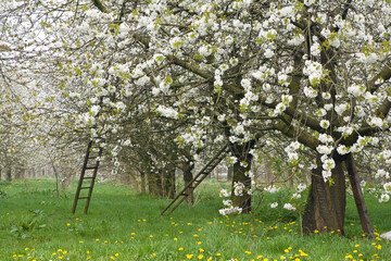 Fruitbomen; Orchards