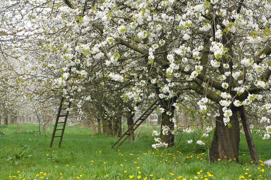 Fruitbomen; Orchards
