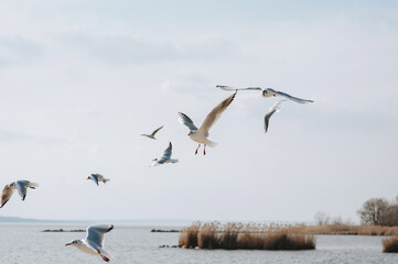 A flock of beautiful white, gray seagulls fly, soar over the blue sea, wavy ocean in the springtime.