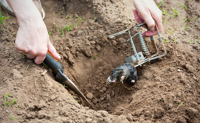 A farmer caught a mole in a steel trap