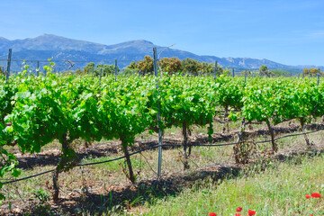 Fototapeta na wymiar Wine yard farming field. Lines of growing leafy vines. viticulture in Somontano de Barbastro wine region, Huesca, Aragon, Spain