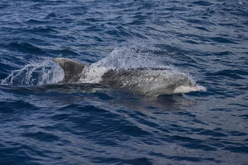 Foto op Aluminium Common Bottlenose Dolphin, Tuimelaar, Tursiops truncatus © AGAMI