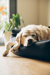An elderly labrador is dozing in his bed. Home shooting. Lifestyle. 