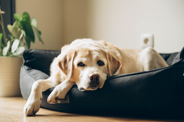 An elderly labrador in his bed. Home shooting. Lifestyle. 