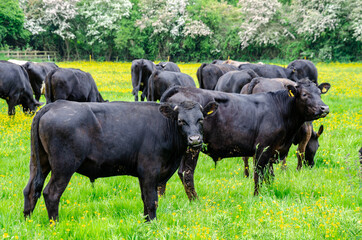 Cows grazing in a field on a farm.