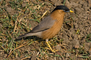 Pagodespreeuw, Brahminy Starling, Sturnus pagodarum