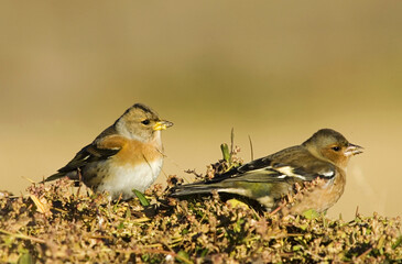 Brambling and Common Chaffinch, Keep en Vink, Fringilla montifringilla and Fringilla coelebs