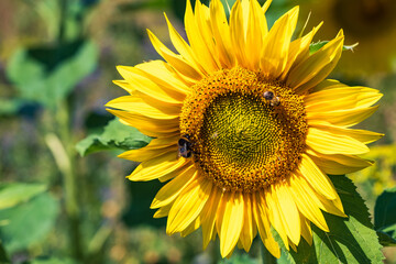 Close-up of a wonderful yellow blooming sunflower that is being pollinated by bees 